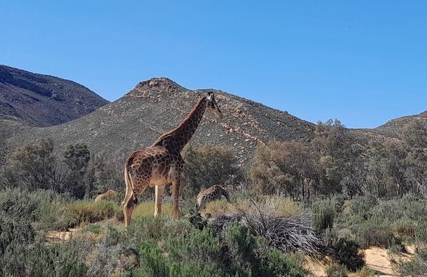 From Cape Town Aquilla sunset safari With All Inclusive