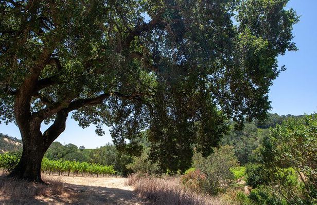 Sonoma Trike and Mindfulness - 3 hour guided tour