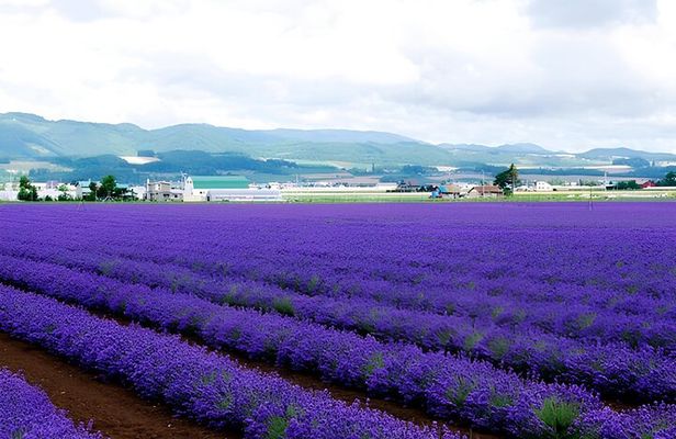 Hokkaido Furano and Biei Private Day Tour(Depart from Sapporo)