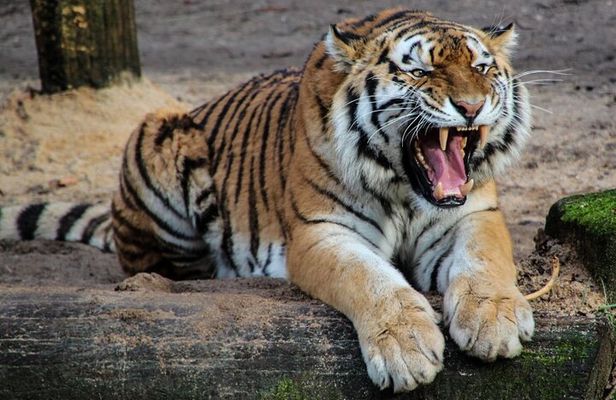 Five Days Golden Triangle Tour with Ranthambore Safari from Delhi