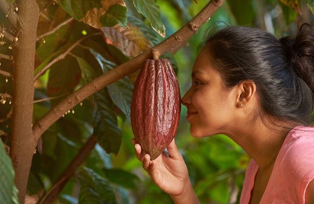 Evelyza Cacao Farm Tour Experience
