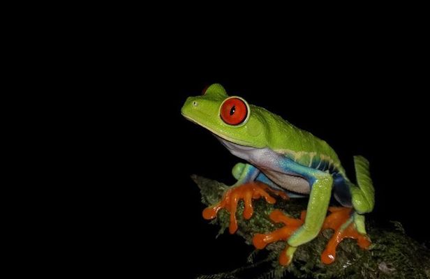 Private Nigth Walk Immerse In The Rainforest