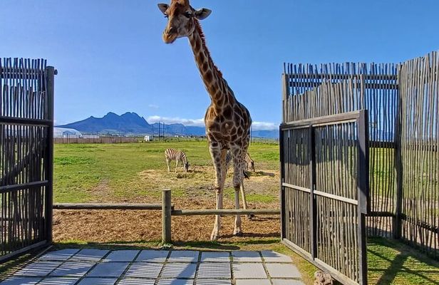 Cheetah Outreach Giraffe Encounter with Crocodile Private Tour