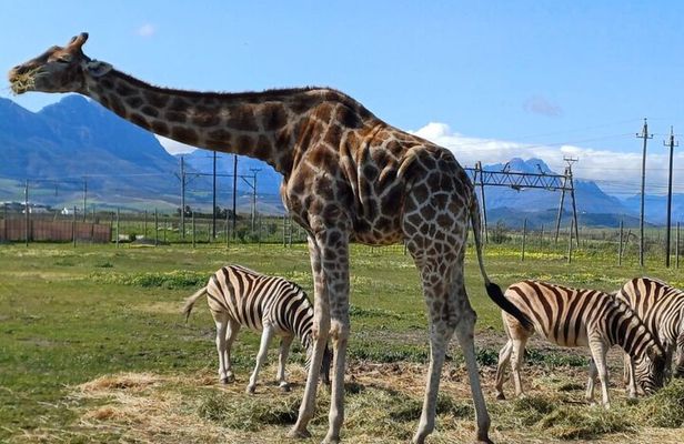 Cape Town Giraffe House, Cheetah Encounter and Wine Tasting Tour 