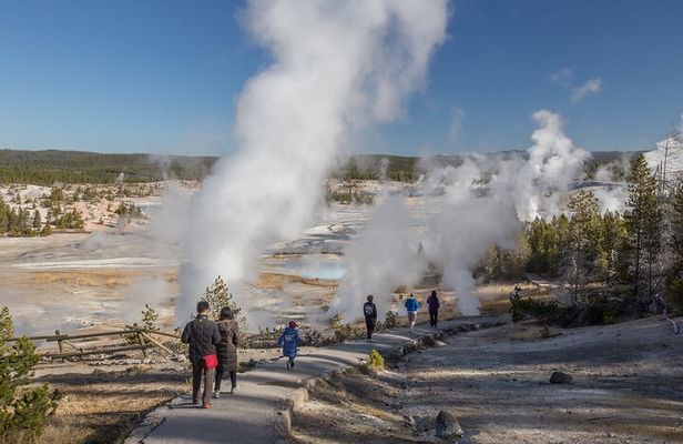 Yellowstone in a Day - Wildlife, Canyons, & Hot Springs