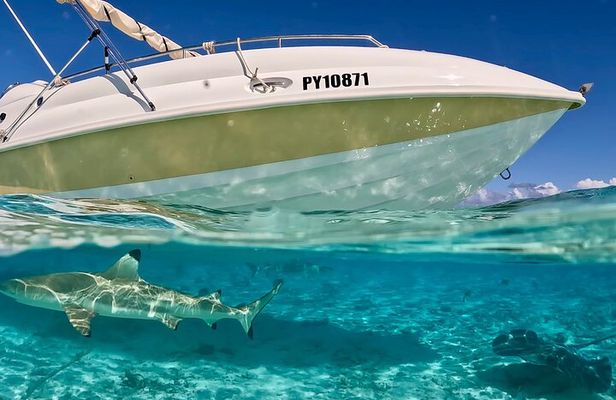 Crazy sea horse Bora Bora jet boat sensations and snorkeling