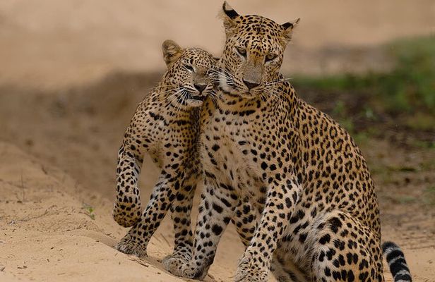 Yala National Park Leopard Safari Tours