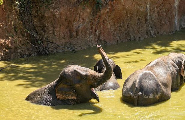 Elephant Nature Experience with Lunch at Bukit Elephant Park