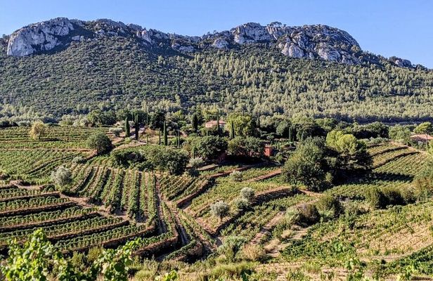Private Vineyard Tour and Wine Tasting in Bandol