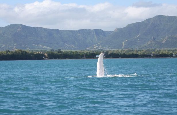 Dolphins and whale encounter on the West Coast of Mauritius