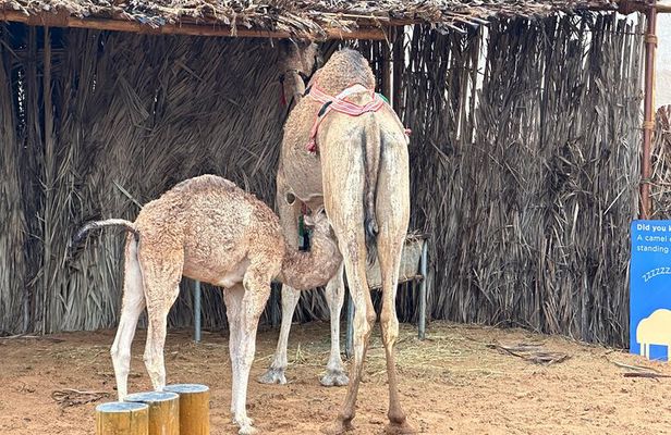 Discover Old Dubai: A Journey Through Heritage Village to Souks