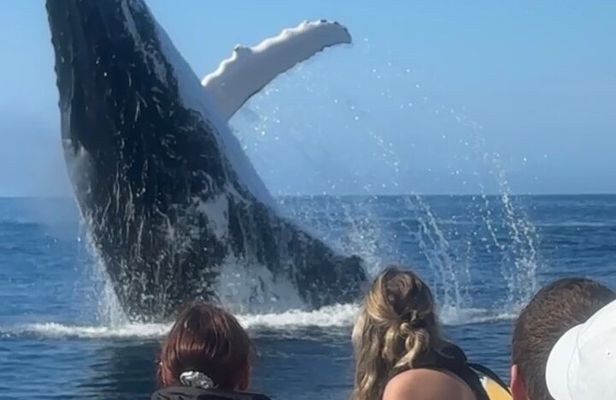 Noosa Whale Watching Tour