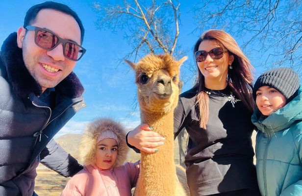 Alpaca farm in Shemakha