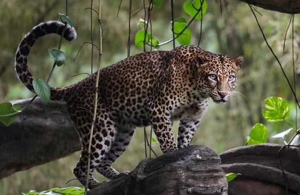 Wilpattu National Park | Half Day Safari Tour