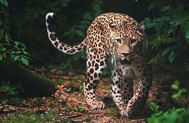 Wilpattu National Park Safari From| Anuradhapura | Negombo