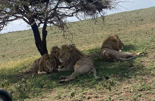 1. Day safaris to Mikumi by Train from dar es salaam 