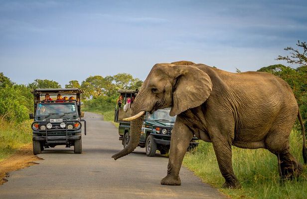 Full Day Safari Tour in Hluhluwe Imfolozi Park