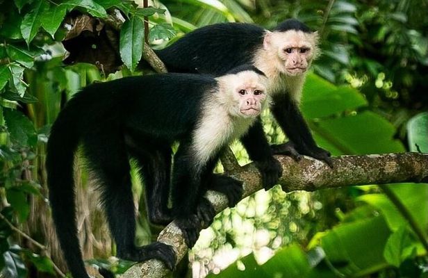 Panama Canal Jungle Boat Explorer Private Tour
