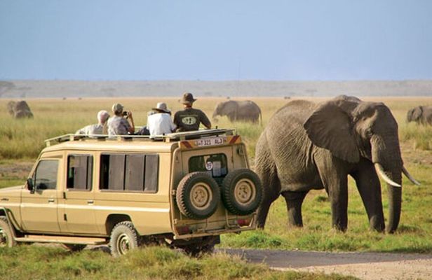 Half Day Tala Game Reserve and Natal Lion Park from Durban