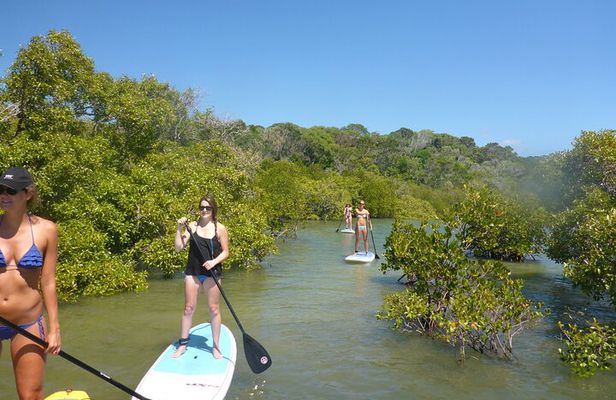 Noosa Stand Up Paddle & Mangrove Tunnel Tour