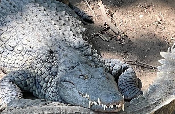 Private Tour in Victoria Falls and Crocodile Park with Lunch