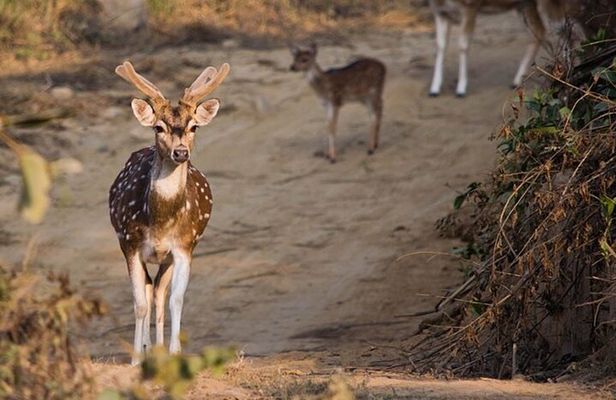 3 Day Taj Mahal and Jim Corbett National Park Safari Tour