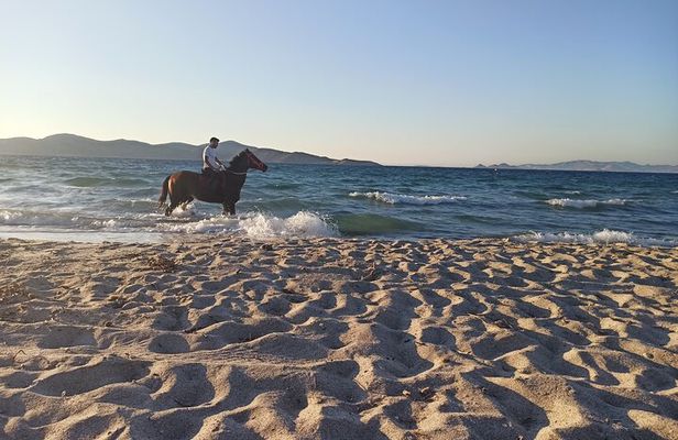Horse Riding Experience on the Beach with Instructor