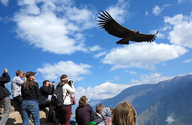 2 Days and 1 Night Tour from Puno to Colca Canyon and Arequipa