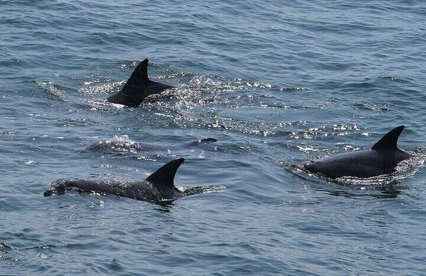 Private Charleston Dolphin Tour