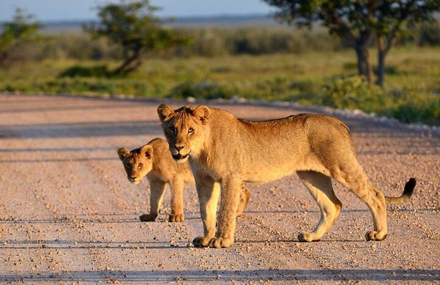 Tarangire National Park Full-Day Safari Experience