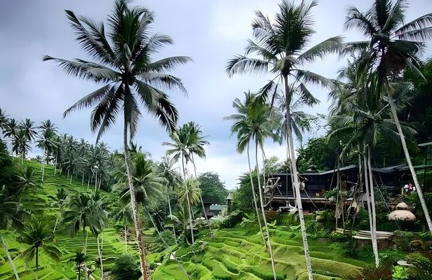 Ubud : Monkey Forest, Rice Terrace, Temples & Waterfall Tour