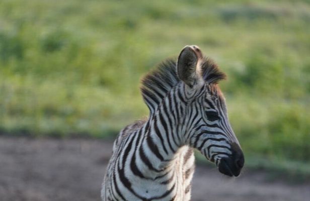 Early Morning Tour to Nairobi National Park