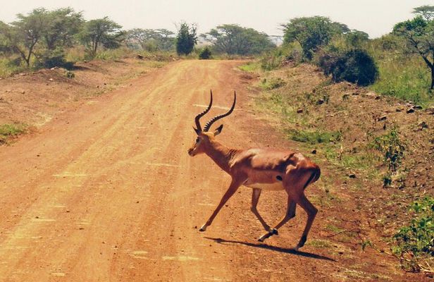 Early Morning Tour to Nairobi National Park