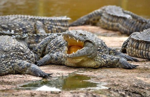Crocoparc Trip from Agadir