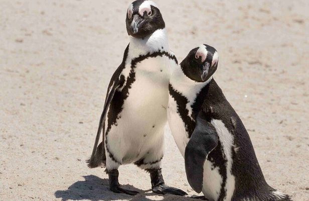 Cape Town Boulders Beach Penguin Watching Half Day Tour
