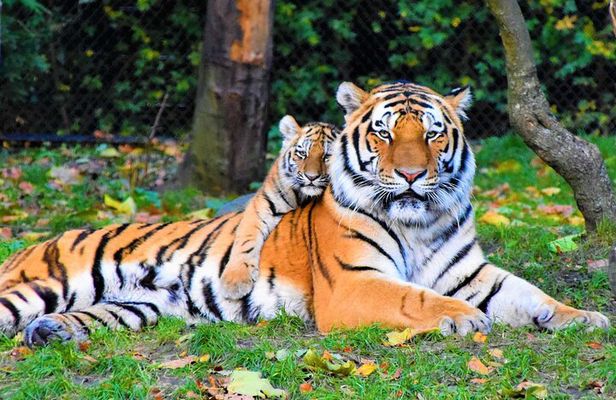 5 Days Golden Triangle With Ranthambore Wildlife