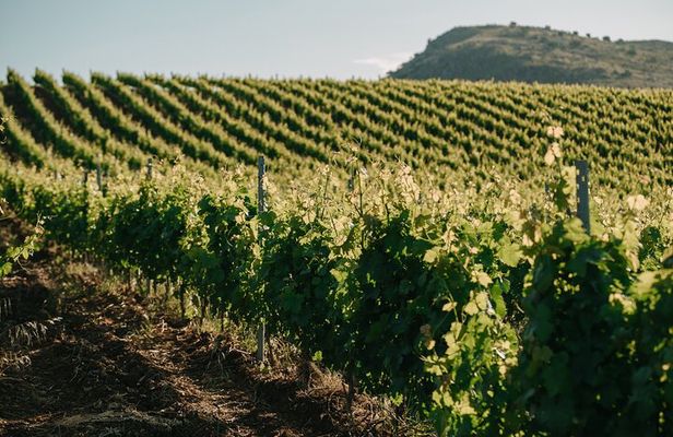 From the Vineyards to the Chalice: A Unique Tasting Experience