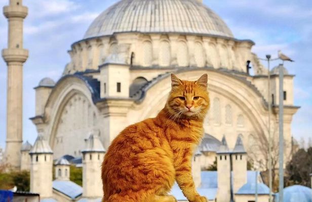 Ultimate Istanbul: 1 or 2-Day Private Guided Tour (Group Price)