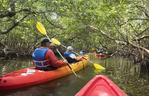 Mangrove Tunnels Kayak Tour (Photographer Included)- Marco Island