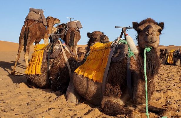 3 Days Tour from Marrakech to Merzouga Dunes and Camel Trek