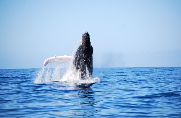 Whale Watching Expedition on Kauai 