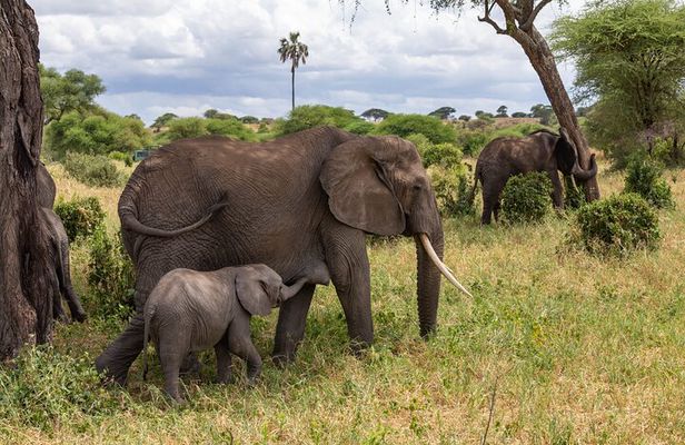 2 Day Tanzania Safari in Tarangire and Ngorongoro Crater