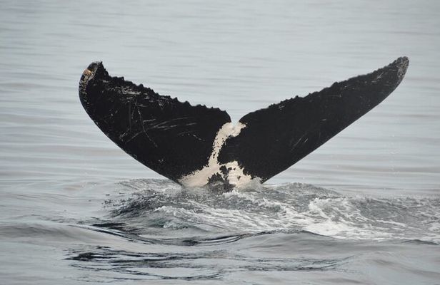 Private 3-hour Whale Watching Activity in Mazatlan