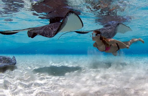 Cayman 3 in 1 Combo Adventure Stingray City Reef Snorkeling
