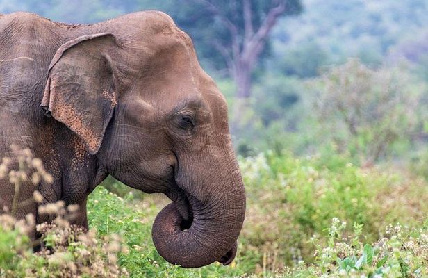 Sri Lanka 5 Day tour Best Nature and Culture include top hotels
