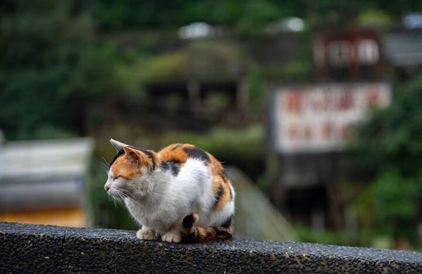 Jiufen, Shifen and Houtong Cat Village Private Tour
