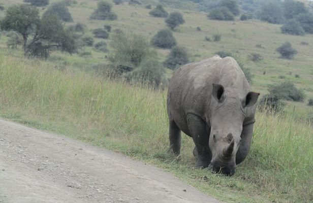 Nairobi National Park Sheldrick & Giraffe Centre Day Trip