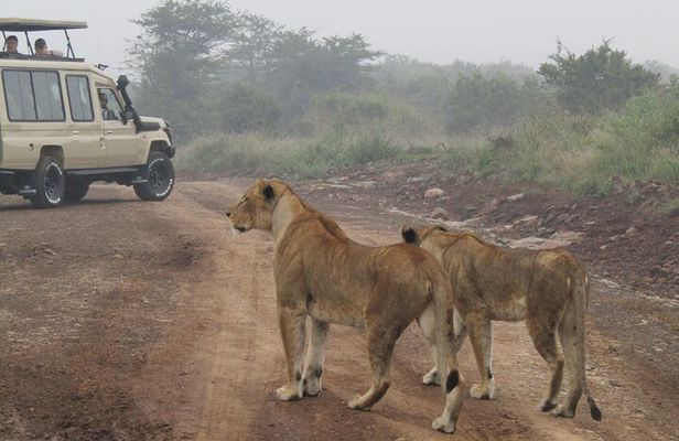 Nairobi National Park Sheldrick & Giraffe Centre Day Trip