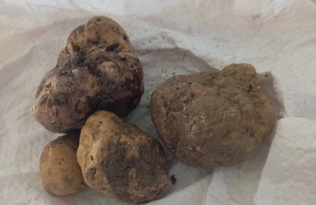 Alba Truffle Hunting, Barolo and Barbaresco Tasting