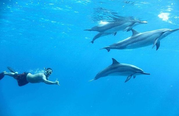 Swim With Dolphin Semi PRIVATE SpeedBoat Sea Trip - Hurghada
